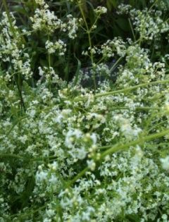 bedstraw